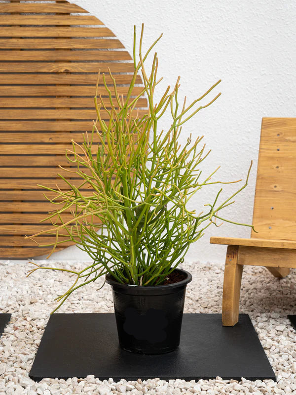 Pencil Cactus (Euphorbia Tirucalli)