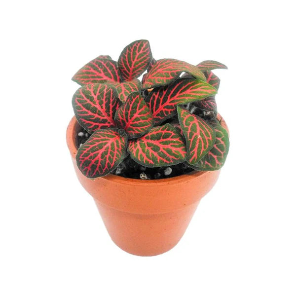 Fittonia / Fittonia albivenis /6 plant
