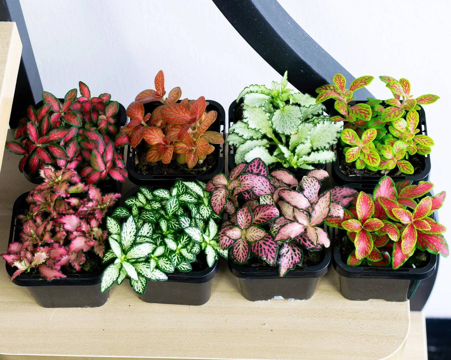 Fittonia / Fittonia albivenis /6 plant