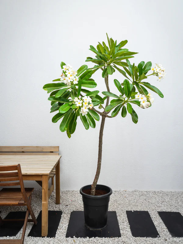 Plumeria / Frangipani Tree (Plumeria Obtusa)
