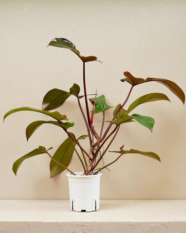 Philodendron Florida Red (Philodendron ‘Florida Red’)