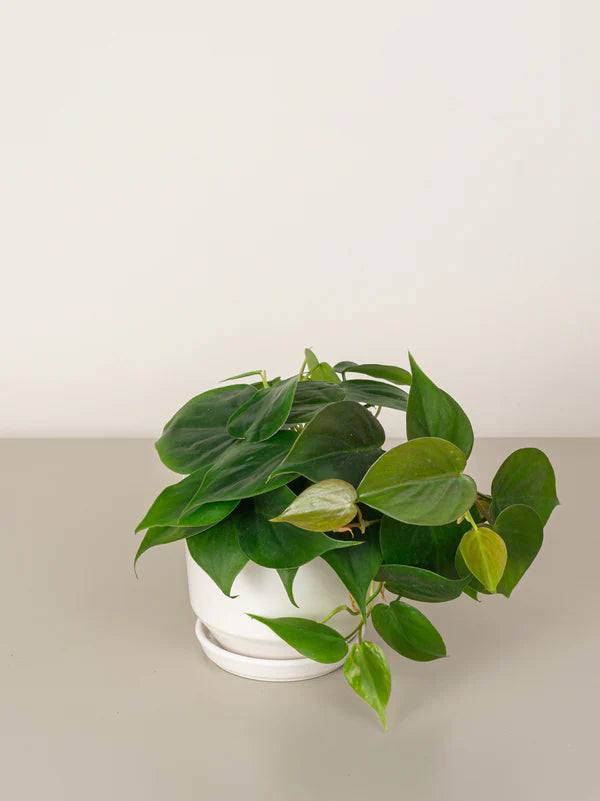 Philodendron Scandens  / Subsp. / Micans