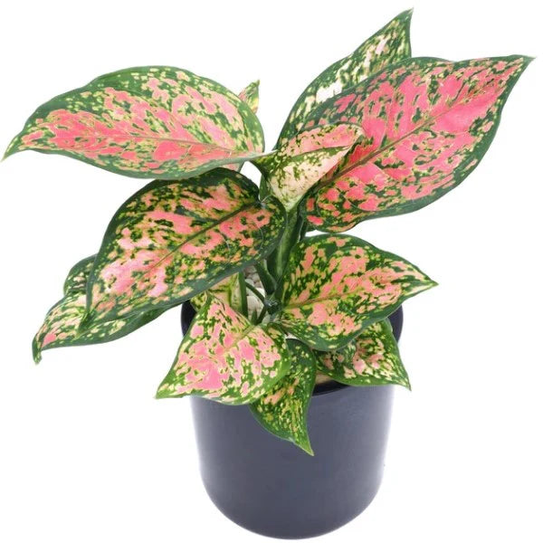 Aglaonema / Red Valentine