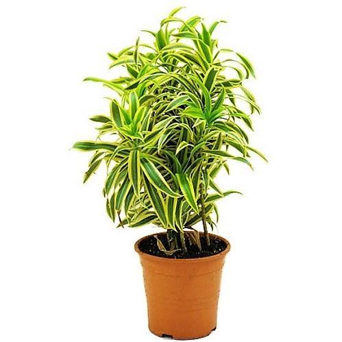 Song Of India (Dracaena reflex)(Song of Jamaica)