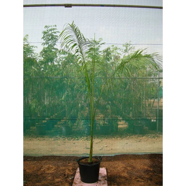 Royal Palm (Roystonia Regia)
