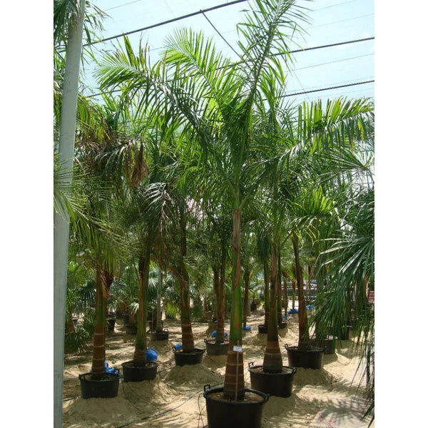 Royal Palm (Roystonia Regia)