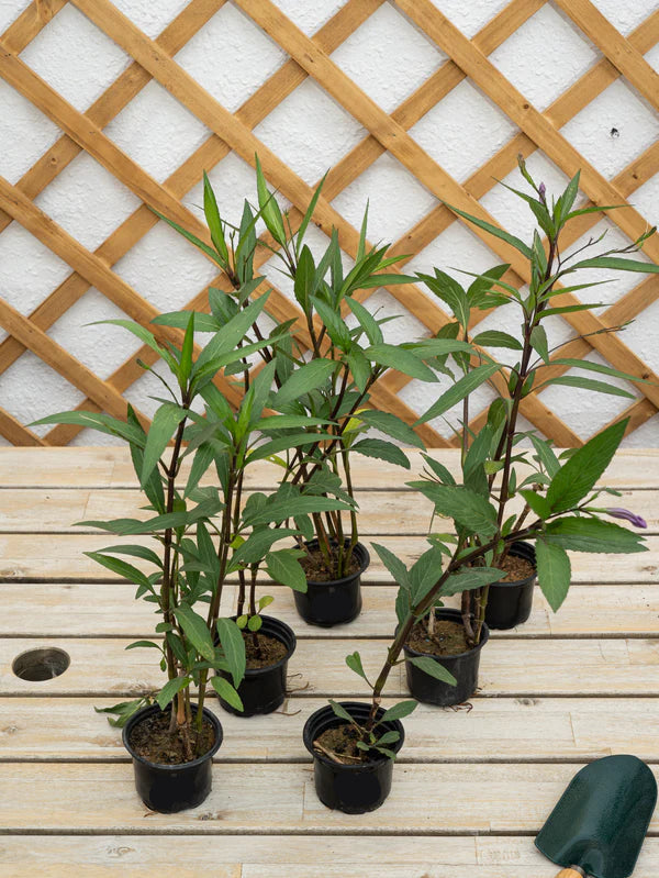 Ruellia (Ruellia Ciliosa)