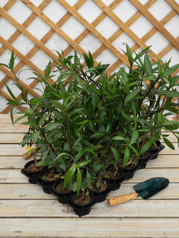 Ruellia (Ruellia Ciliosa)