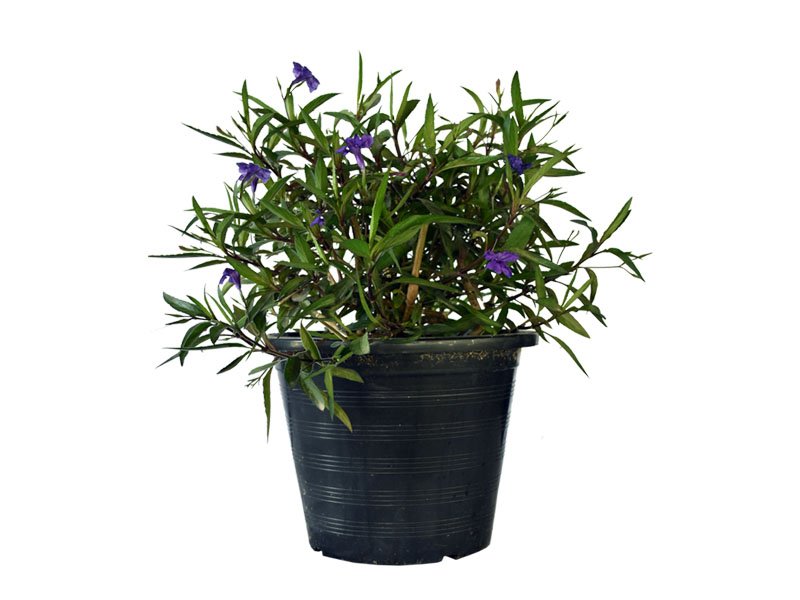 Ruellia (Ruellia Ciliosa)