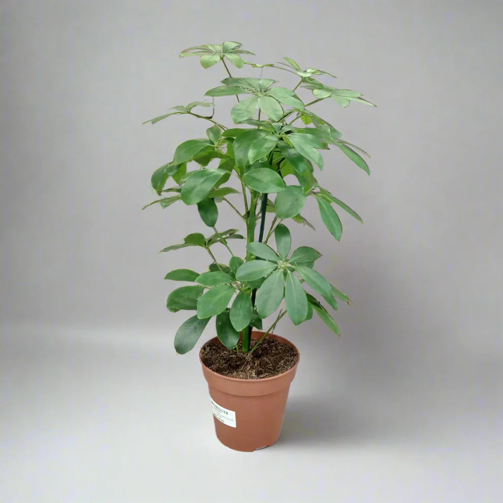 Schefflera/Umbrella plant