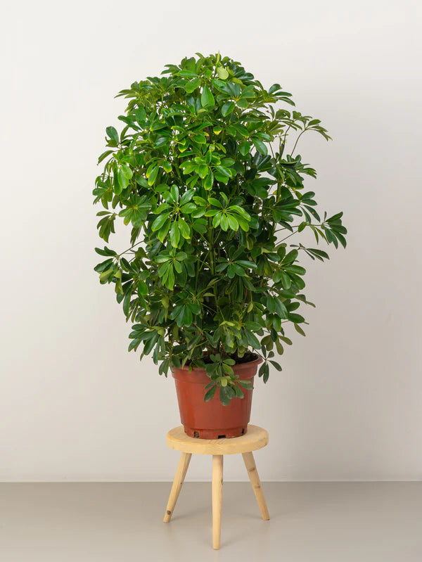 Schefflera/Umbrella plant