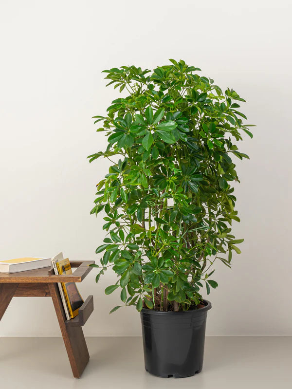Schefflera/Umbrella plant
