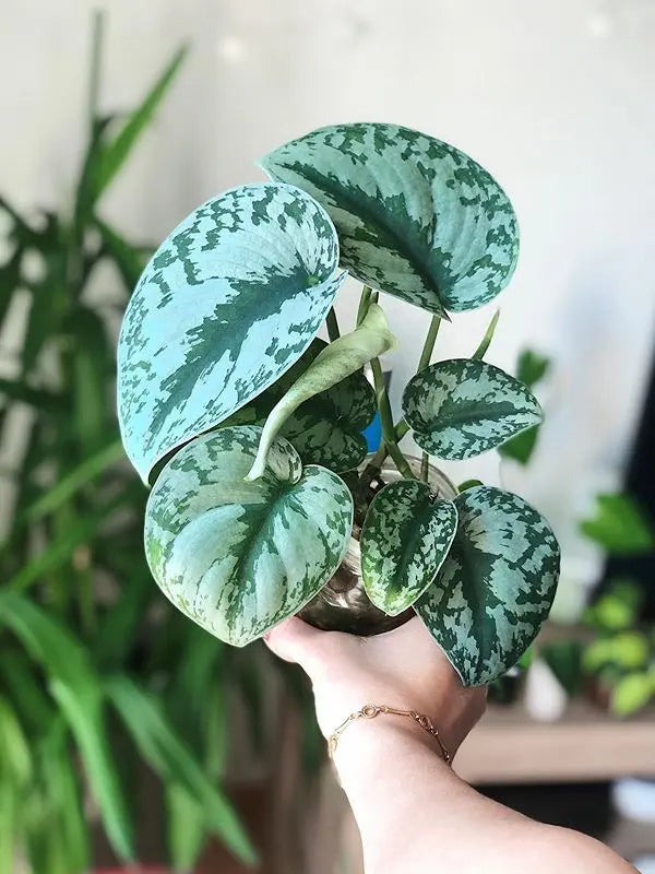 Scindapsus Pictus / Satin Pothos