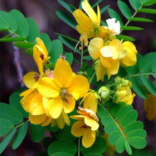 Sunshine Tree (Cassia Surattensis)