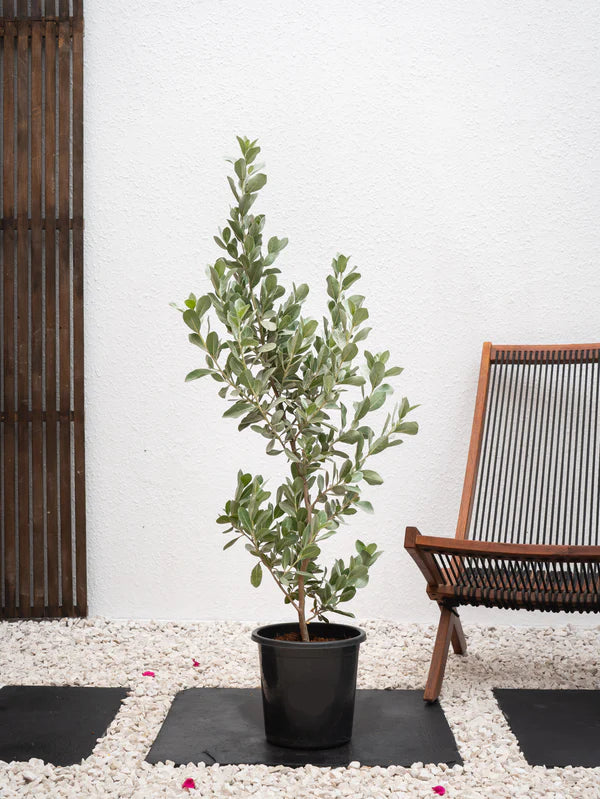 Damas Silver  (Conocarpus Erectus)