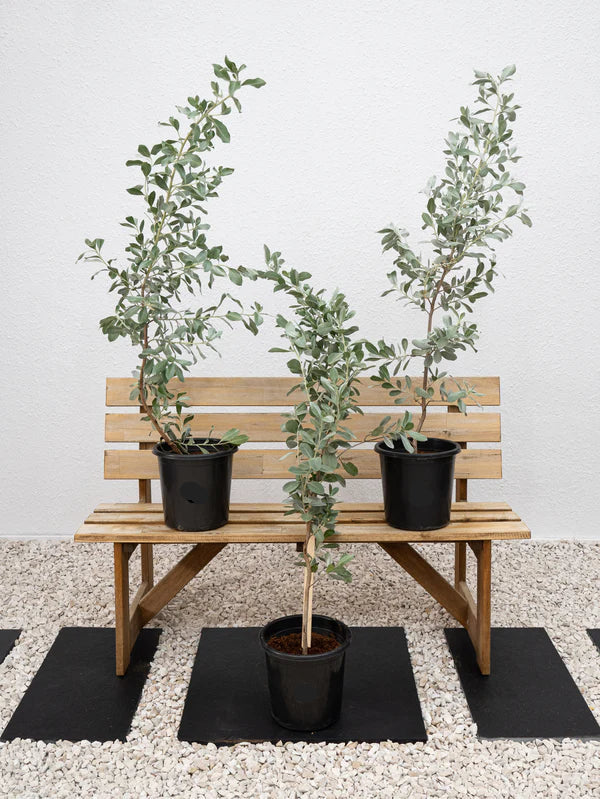 Damas Silver  (Conocarpus Erectus)