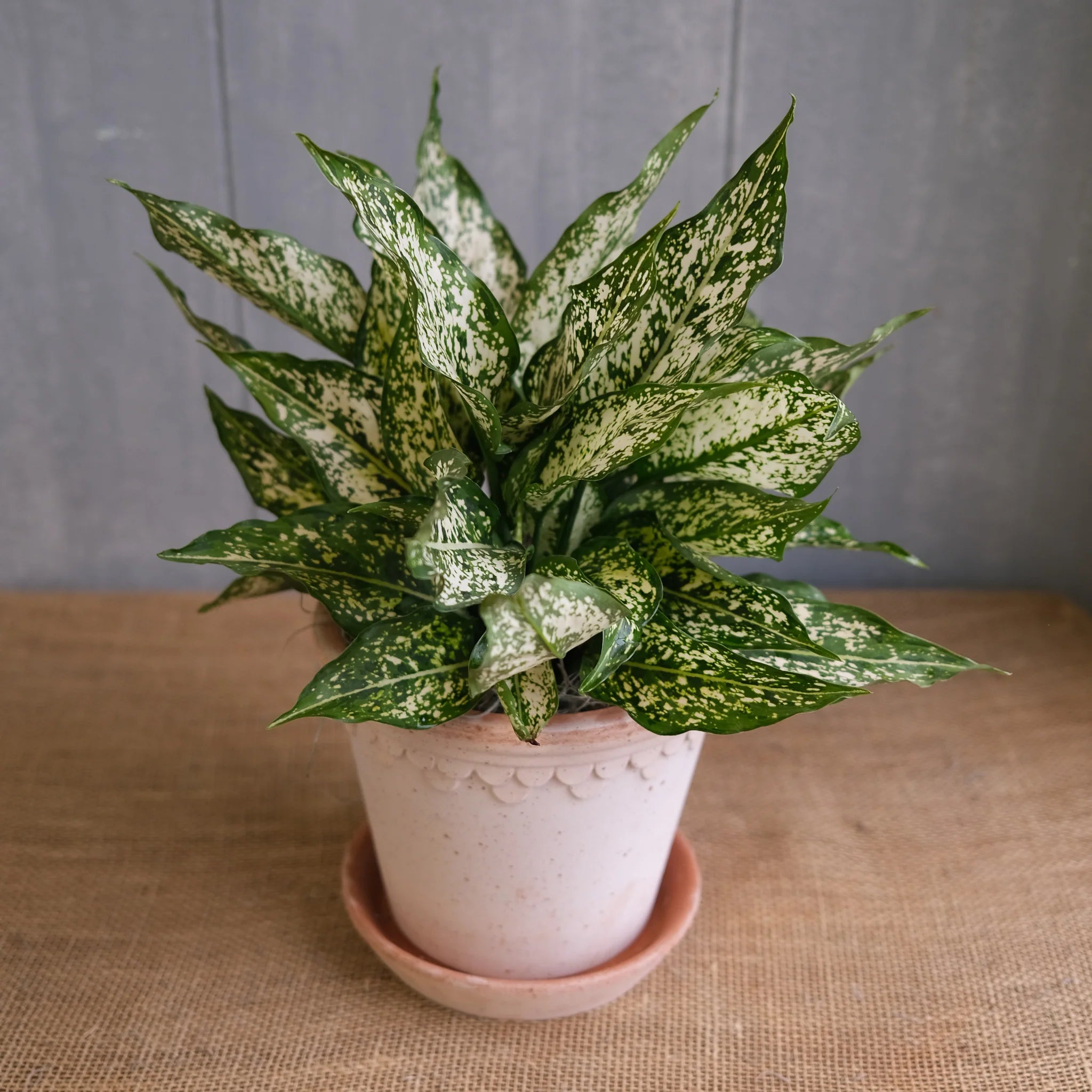 Aglaonema / Spring Snow