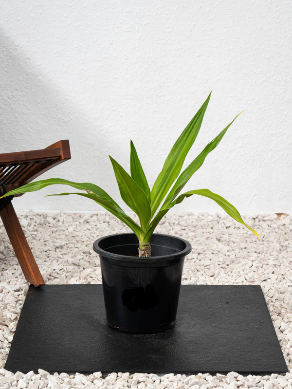 Spider Lily (Crinum Asiaticum)