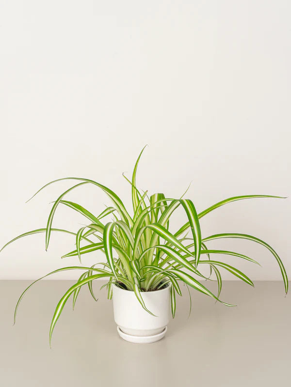 Spider Plant / Chlorophytum Comosum /Variegatum