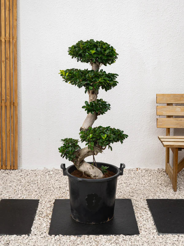 Ficus Bonsai / Microcarpa Bonsai S Shape / Ficus Retusa / Ficus Bonsai Tree