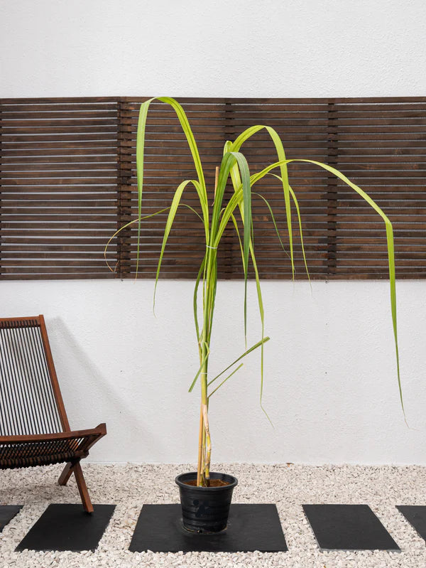 Sugarcane (Saccharum Officinarum)