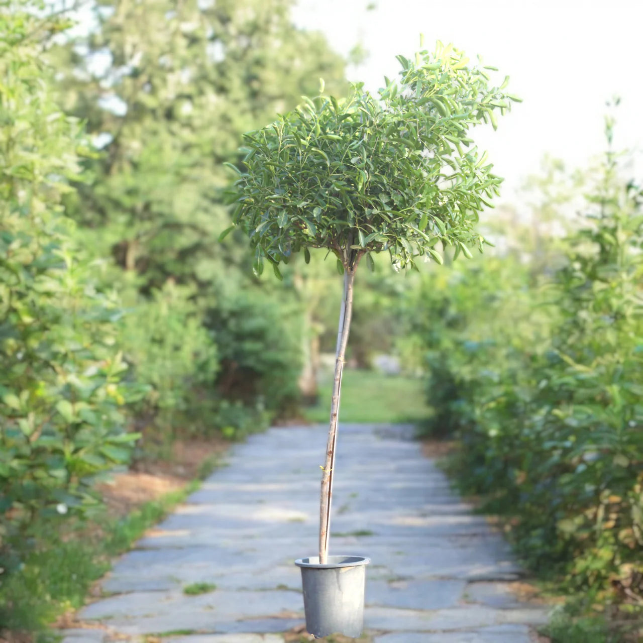 Rosy Trumpet Tree (Tabebuia Rosea)
