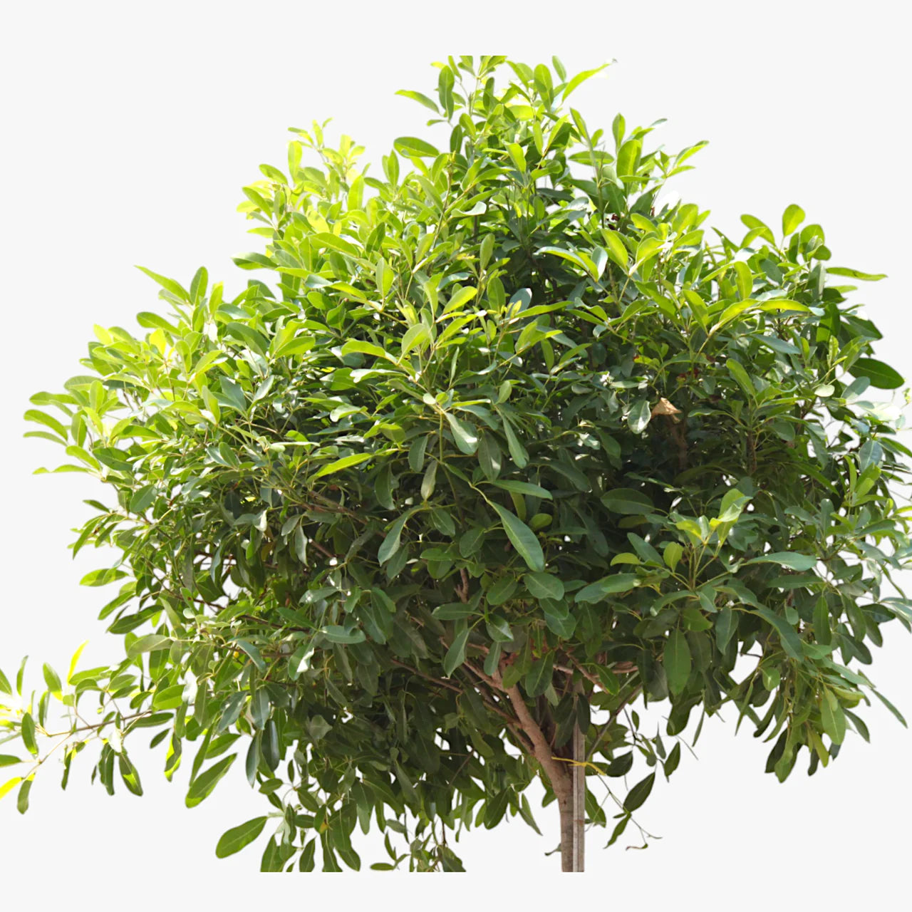 Rosy Trumpet Tree (Tabebuia Rosea)