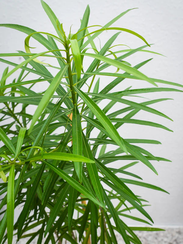 Thevetia (Cascabela thevetia)