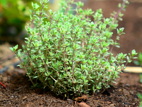 Thyme / Thymus