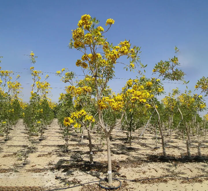 Tabebuia Argentea (Golden Trumpet Tree)