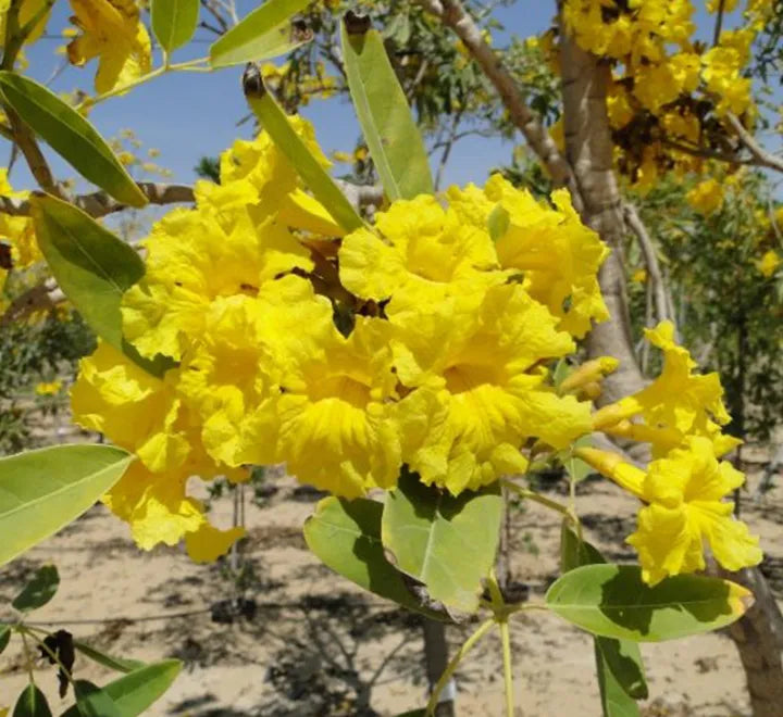 Tabebuia Argentea (Golden Trumpet Tree)