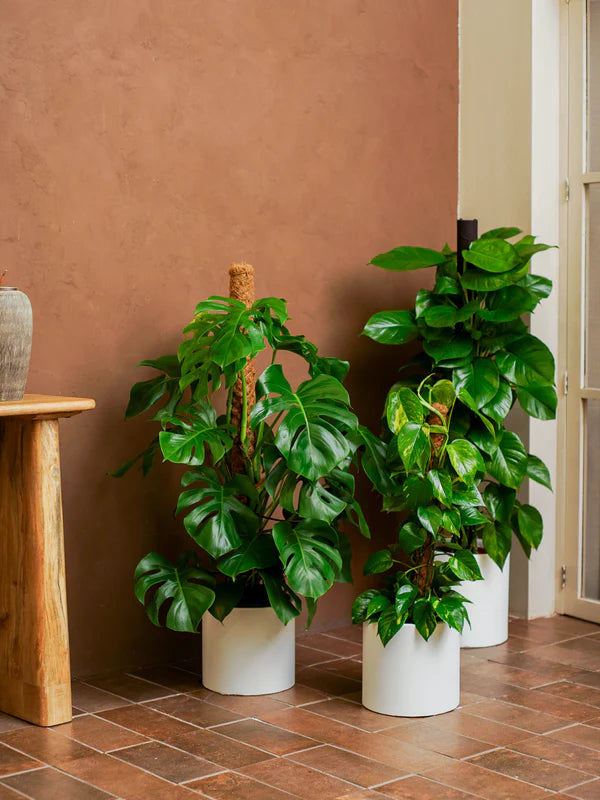 Tropical Climbers (Monstera deliciosa | Scindapsus aureus | Epipremnum aureum)