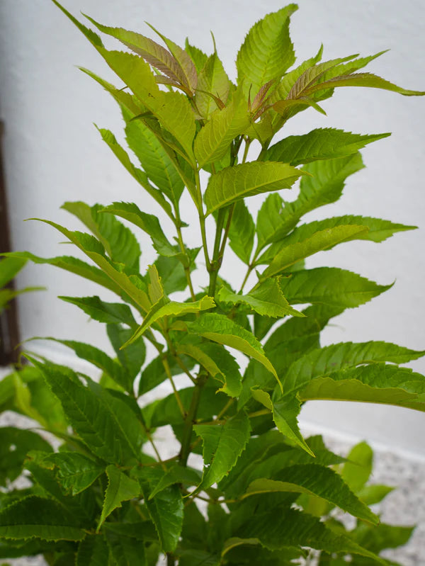 Tecoma Yellow Bells  (Tecoma Stans)