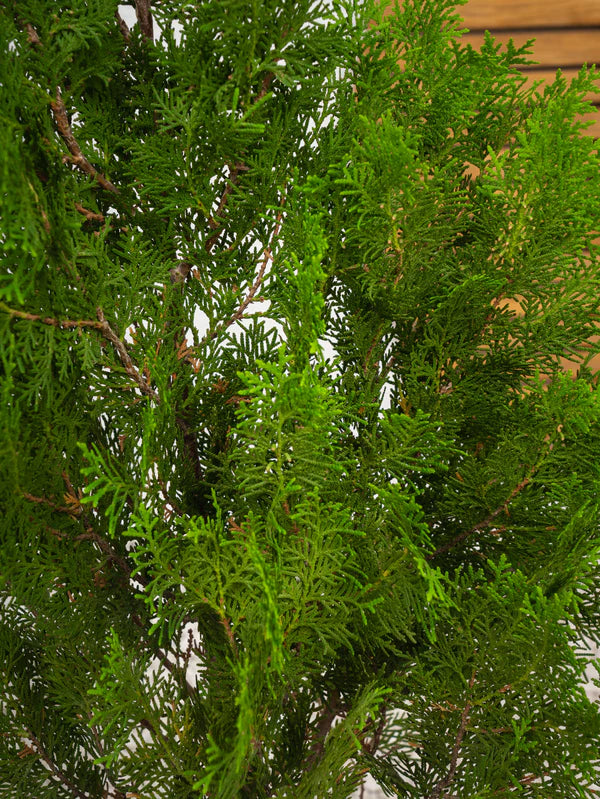 Thuja Orientalis (Thuja Orientalis)