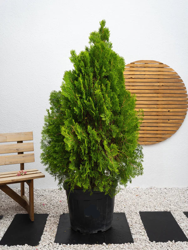 Thuja Orientalis (Thuja Orientalis)