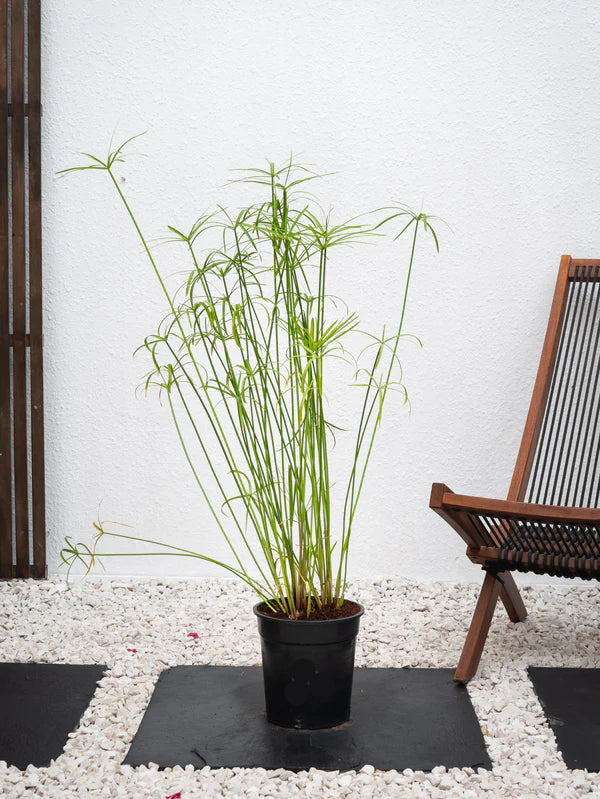 Umbrella Palm (Cyperus Alternifolius)