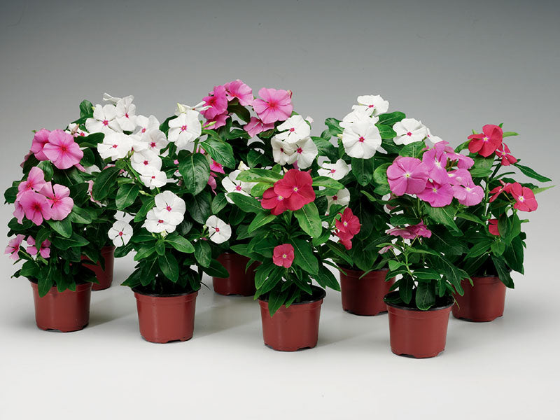 Vinca / Madagascar Periwinkle / Catharanthus roseus