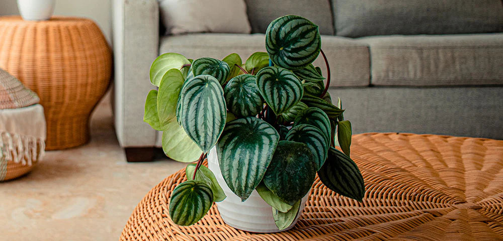 Watermelon Peperomia / Peperomia Argyreia