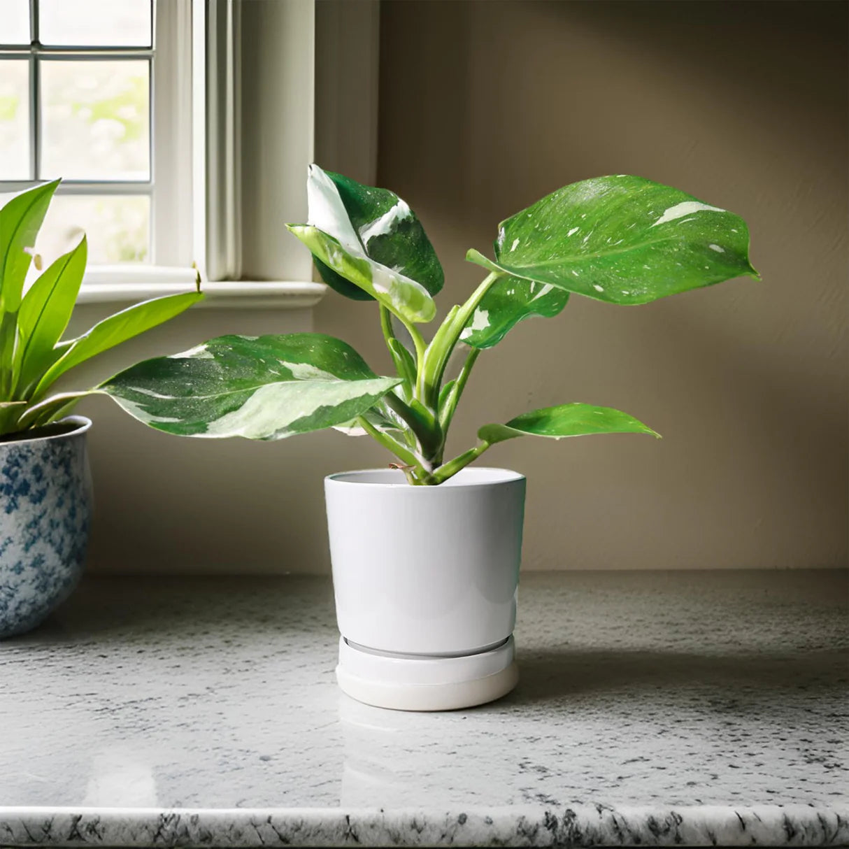 White Wizard Philodendrone/White princess