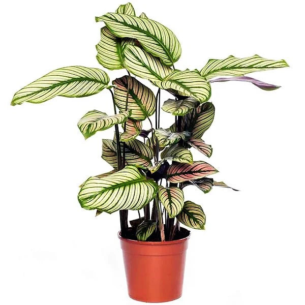 Calathea / Majestic / White Star