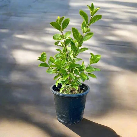 Clerodendrum Inerme Cone Shape / Wild Jasmine