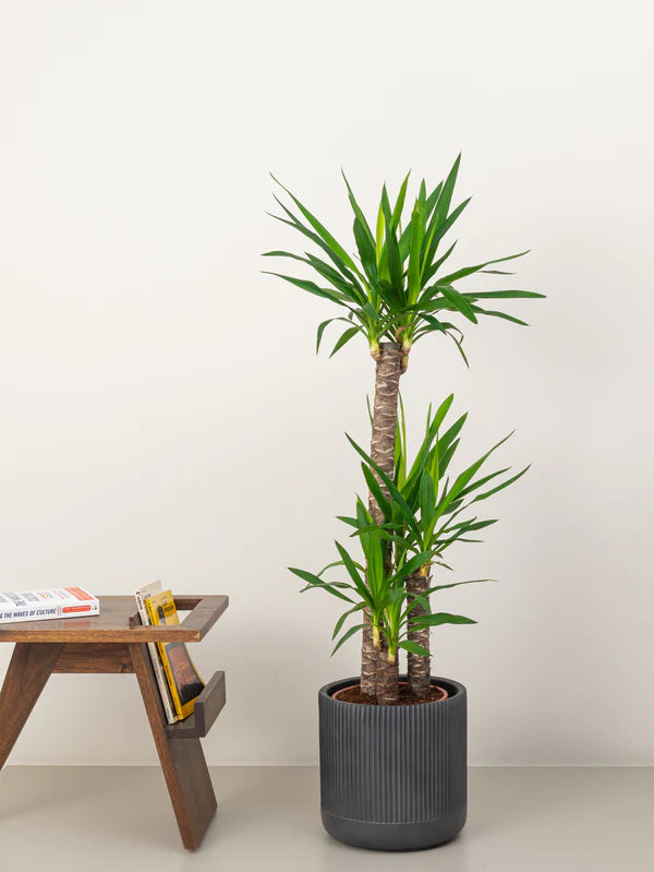 Yucca (Yucca Elephantipes)