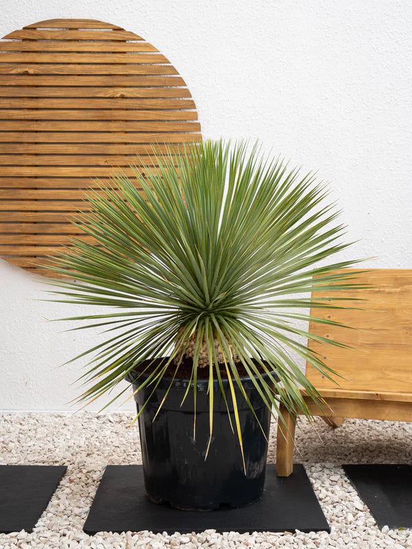 Beaked Yucca (Yucca Rostrata)