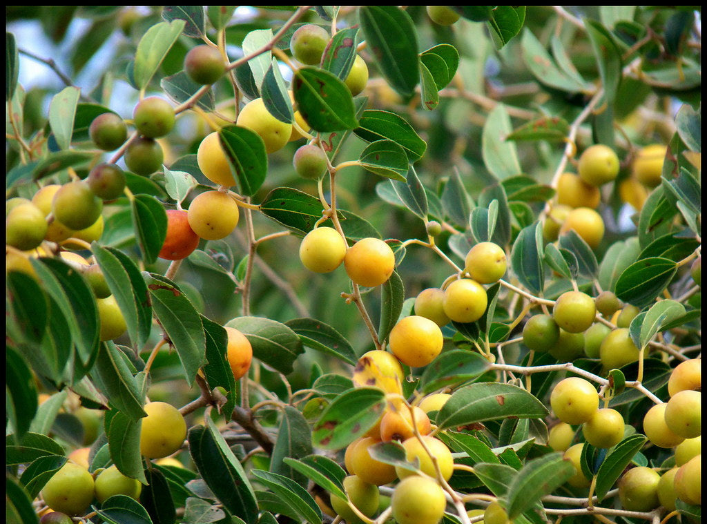 Sidr Tree (Ziziphus Spina-Christi)