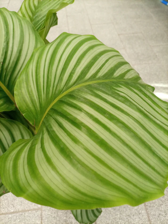Calathea &