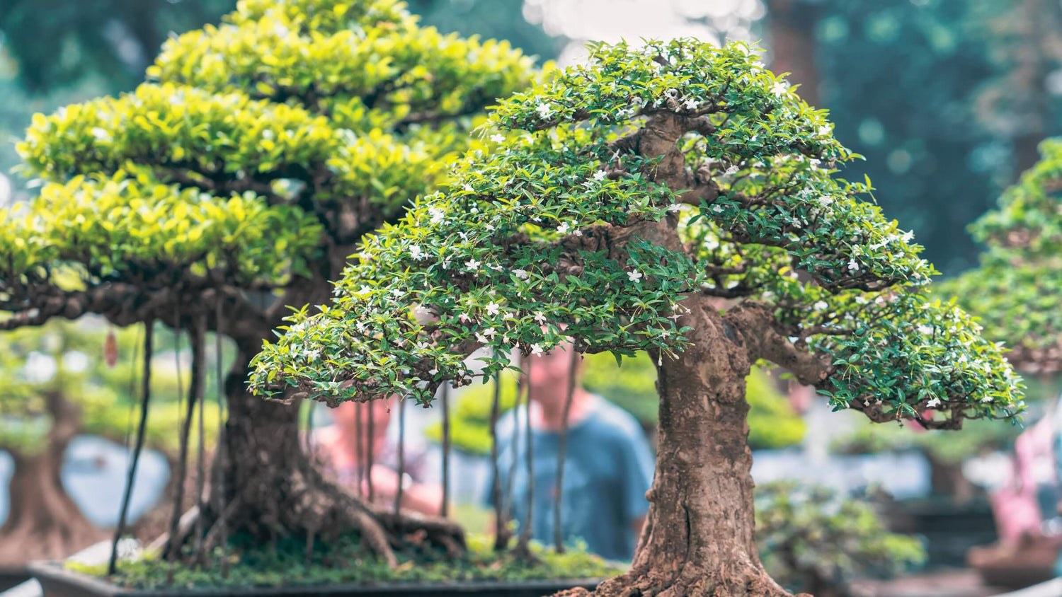 Exotic Plants