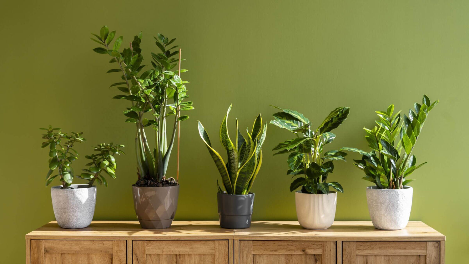 Indoor Plants