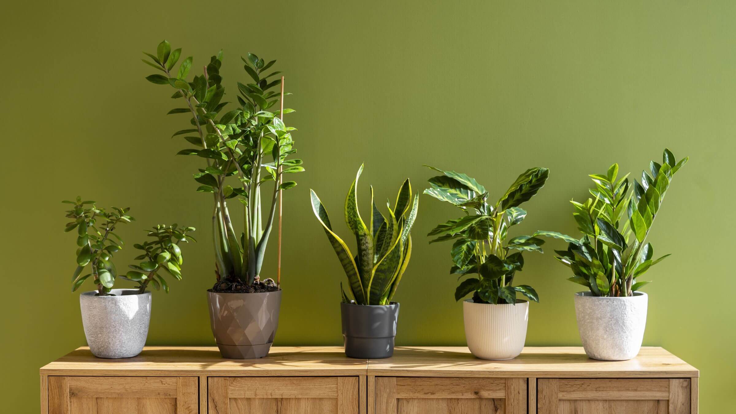 Indoor Plants