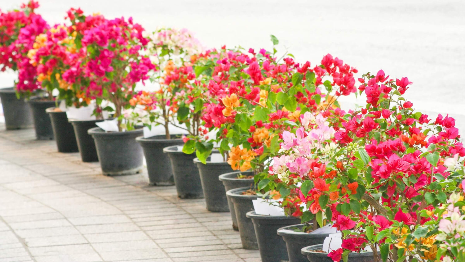 Outdoor Plants