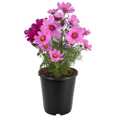 Cosmos